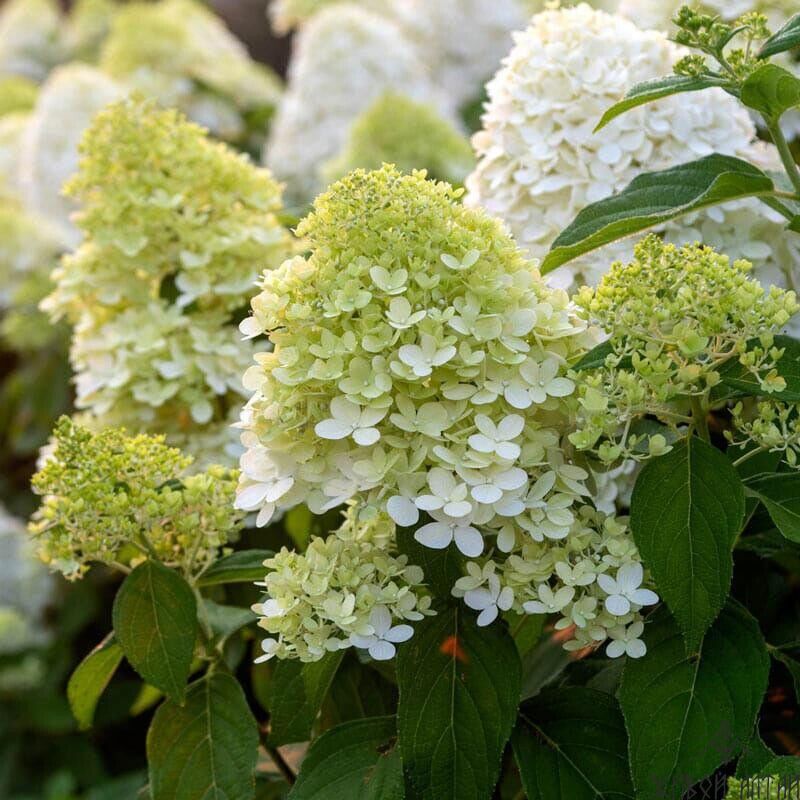 Гортензия метельчатая Hydrangea paniculata Limelight