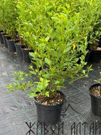 Пузыреплодник калинолистный Physocarpus opulifolius Little Greeny