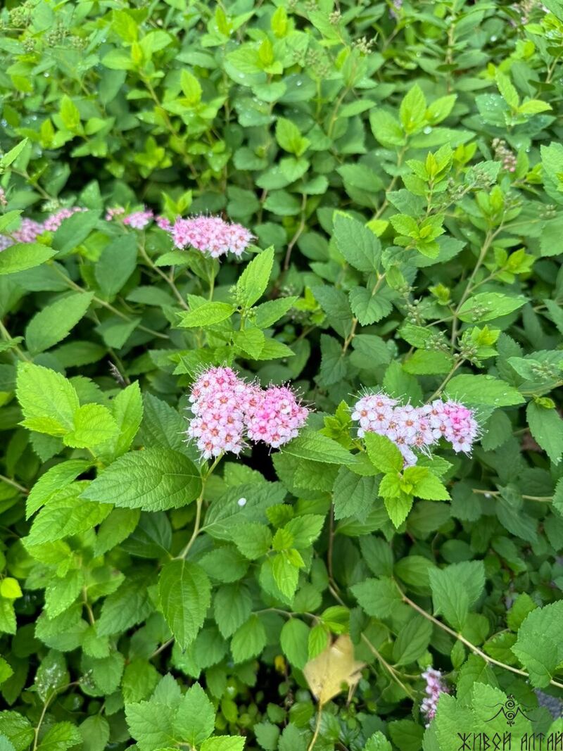 Спирея японская Spiraea japonica Little Princess С3