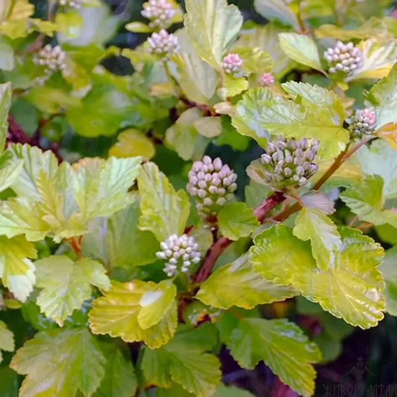 Пузыреплодник калинолистный Physocarpus opulifolius Little Greeny