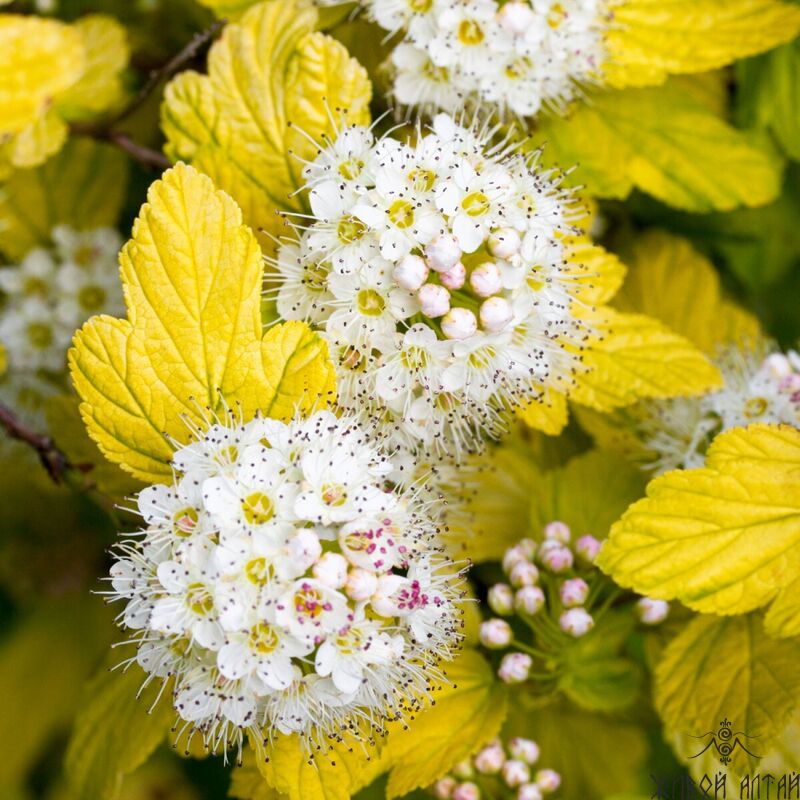 Пузыреплодник калинолистный Physocarpus opulifolius Angel Gold C3